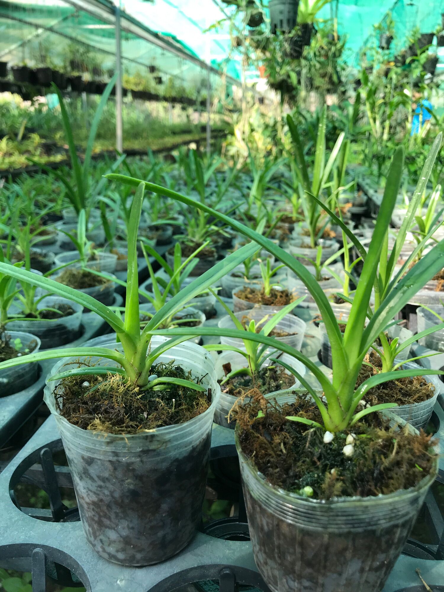 Hoa Lan Kiếm Phan Trí