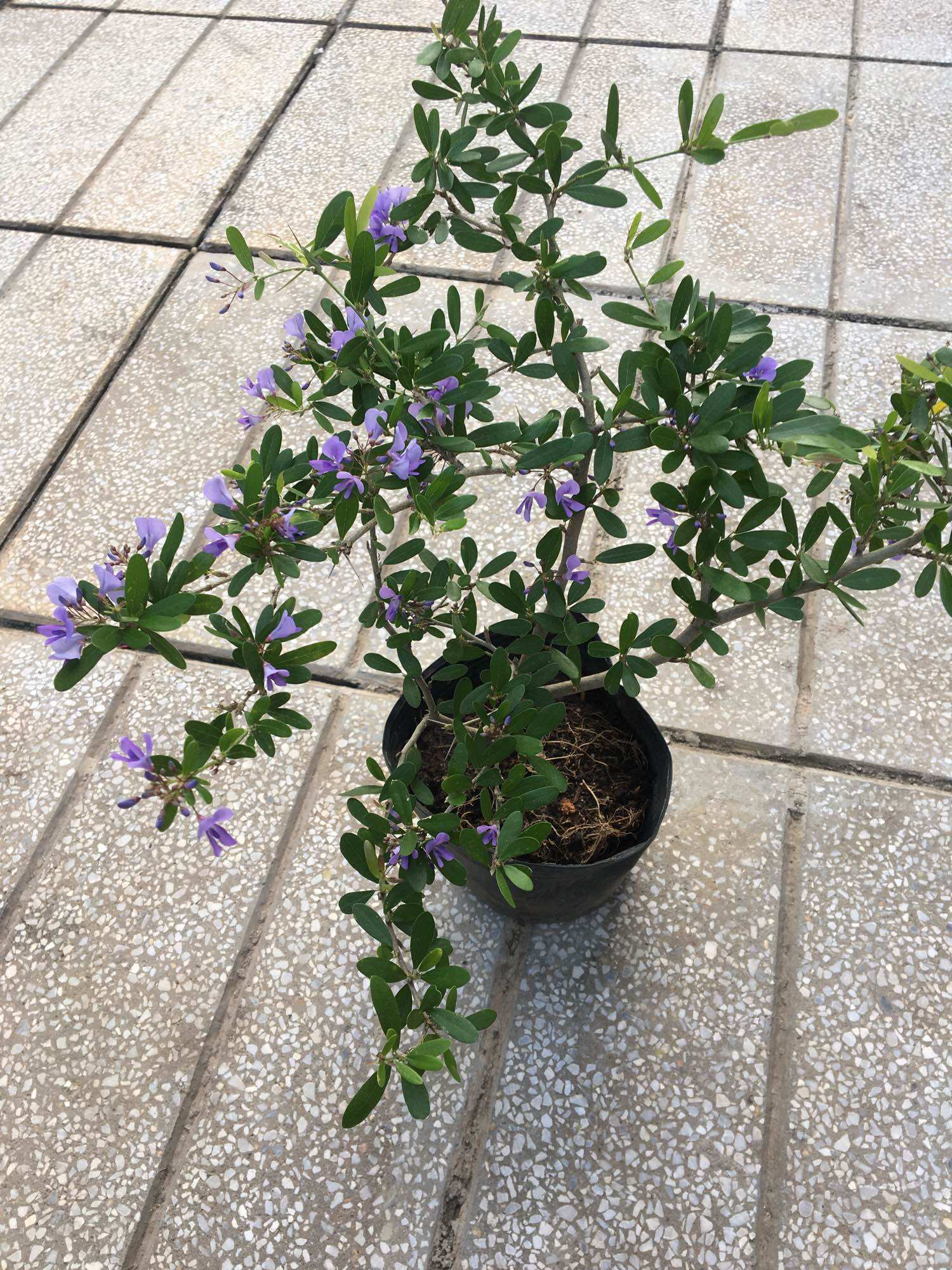 Cây linh sam hoa tím thơm