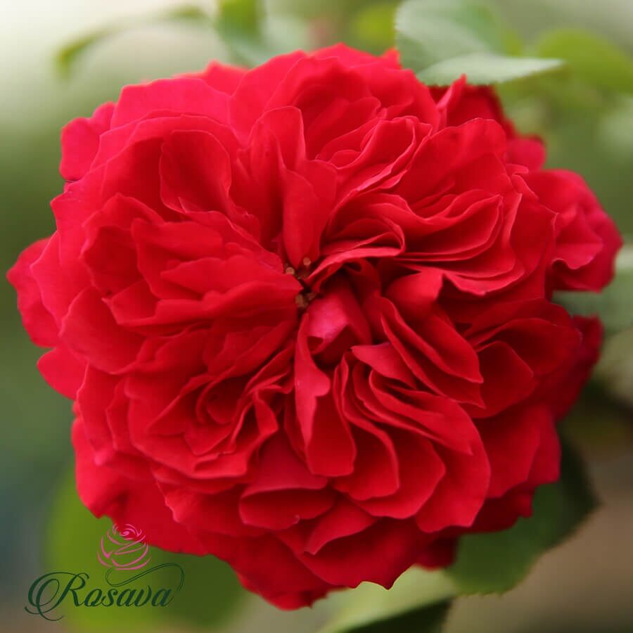 Hoa hồng Red Leonardo da Vinci rose - hồng bụi, hoa chùm