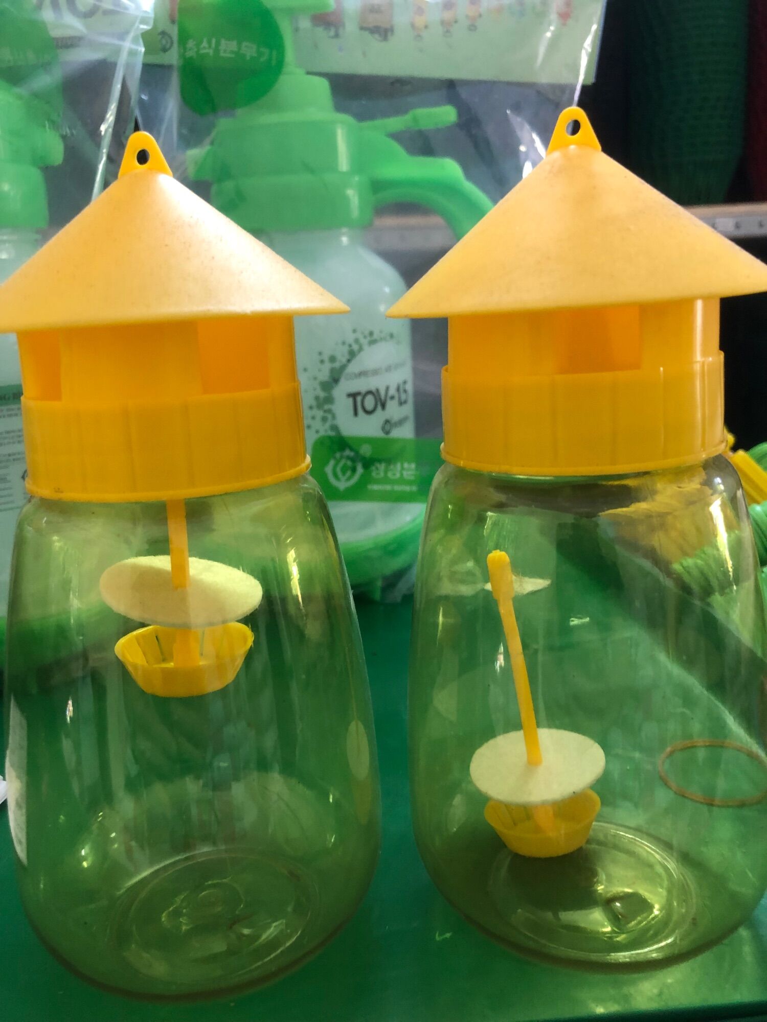 Bẫy ruồi vàng