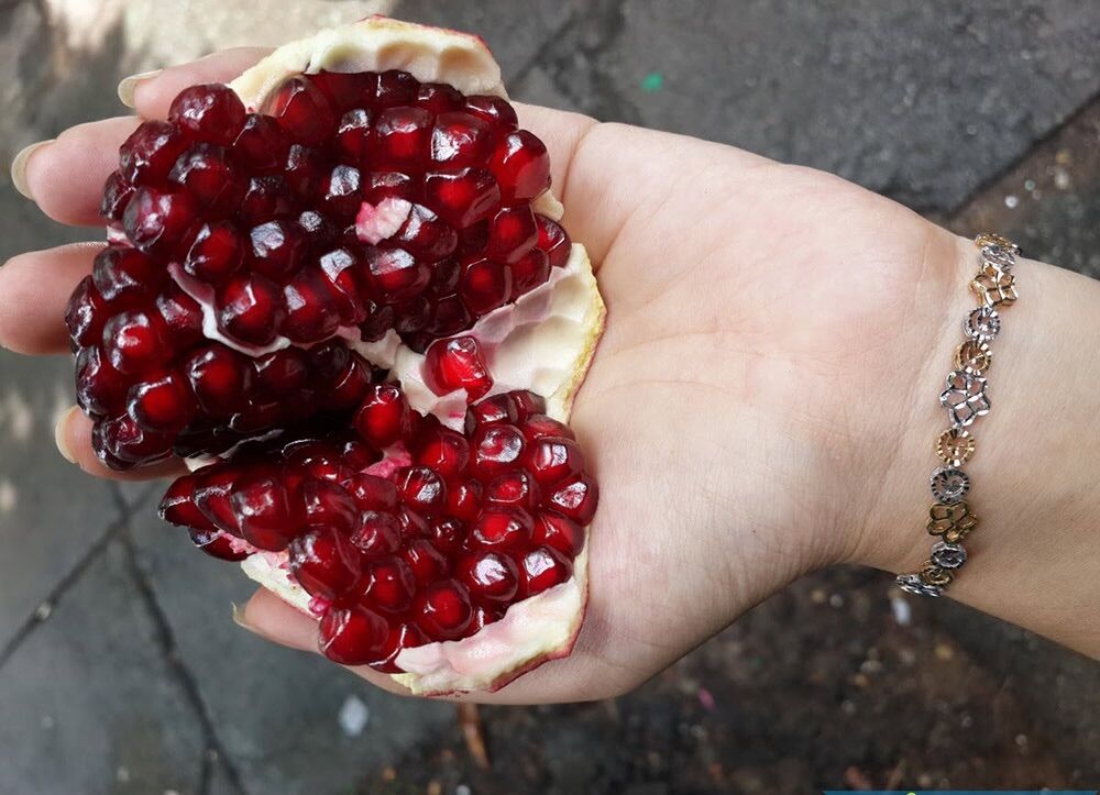 Cây lựu đỏ Ấn Độ - trái to, màu đỏ, rất ngọt