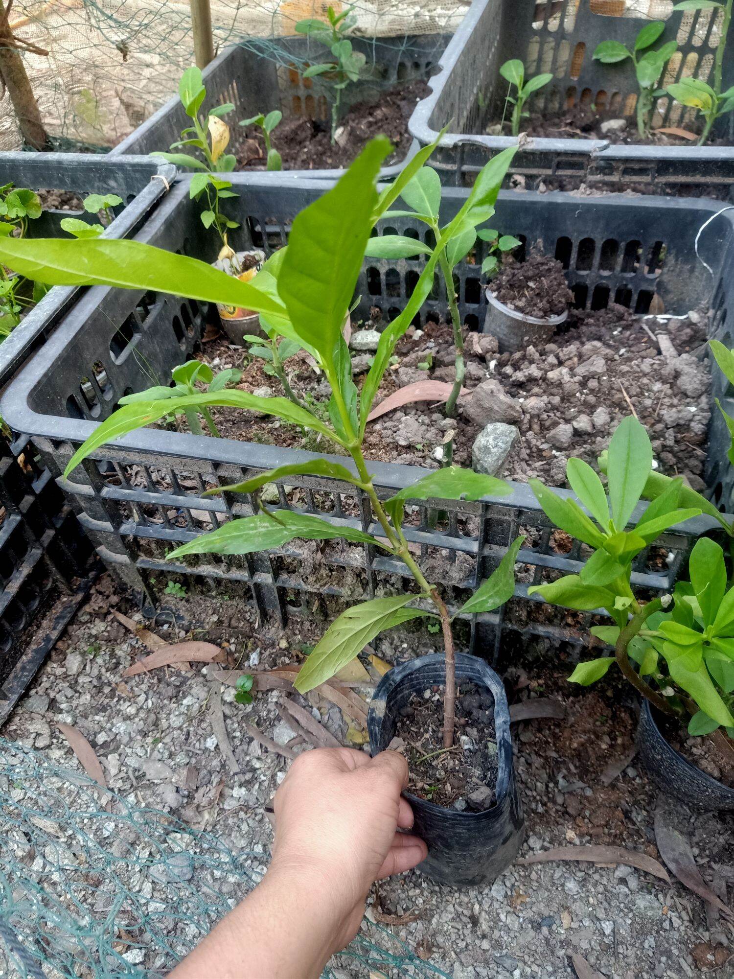 Combo 3 Cây Nhàu Con Làm Giống