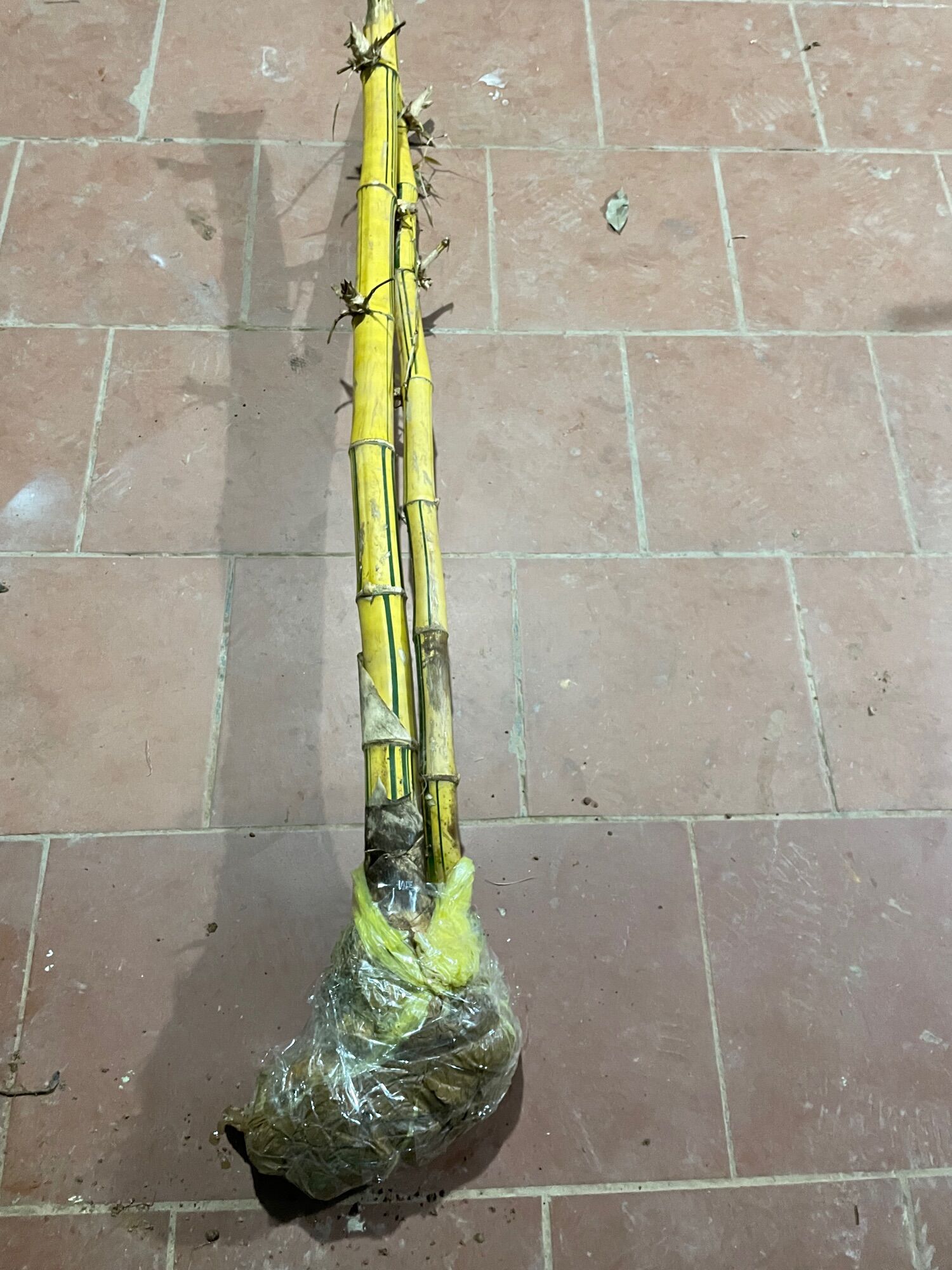 cây tre vàng trồng kiểng(gốc để trồng 80cm-1m)