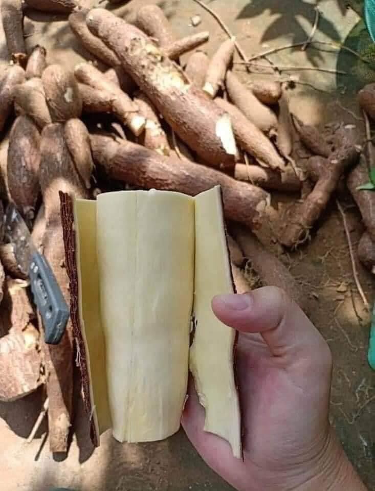 4kg Khoai Mì ruột vàng giống Thái (củ bé)