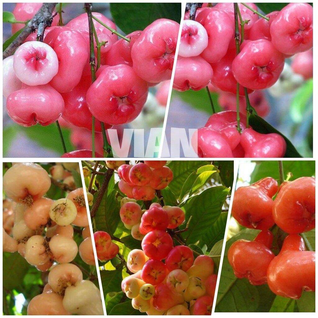 CÂY GIỐNG MẬN HOÀNG YẾN SIÊU SỚM