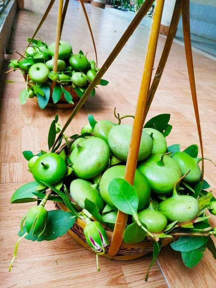 Trái bần miền tây