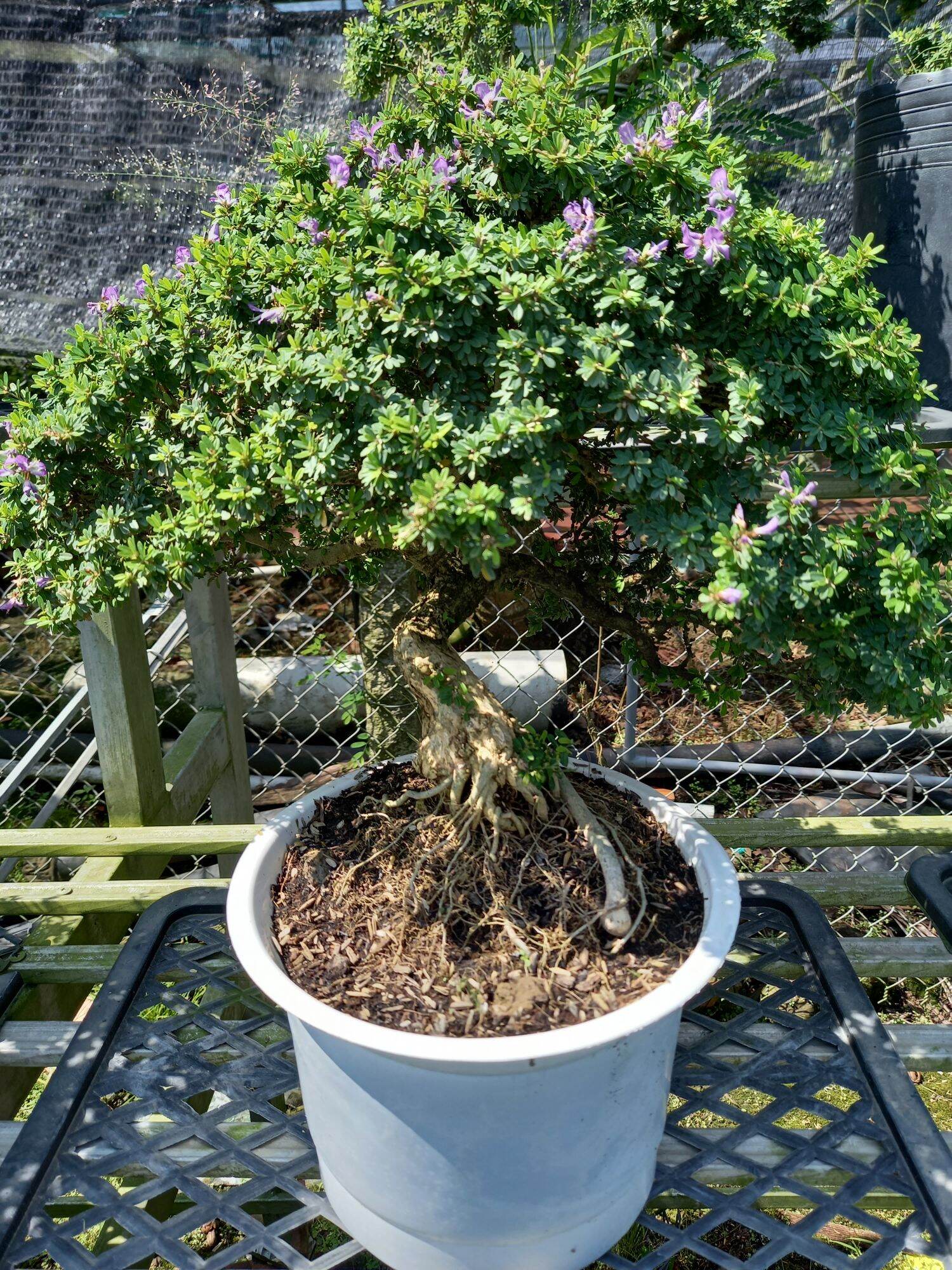 cây linh sam gạo bonsai