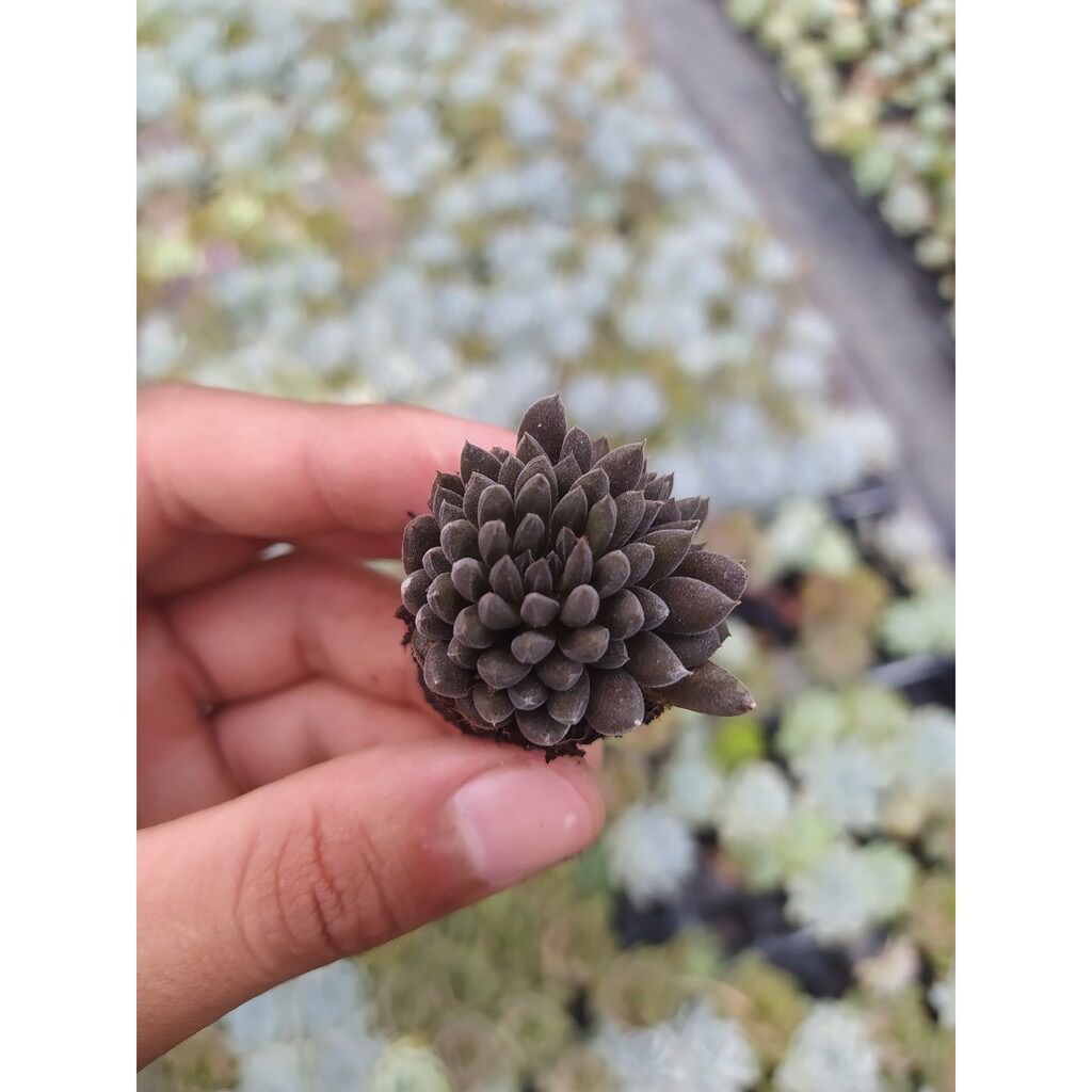 SEN ĐÁ NHÍM ĐEN SIZE MINI KHOẺ ĐẸP LỖI 1 ĐỔI 1