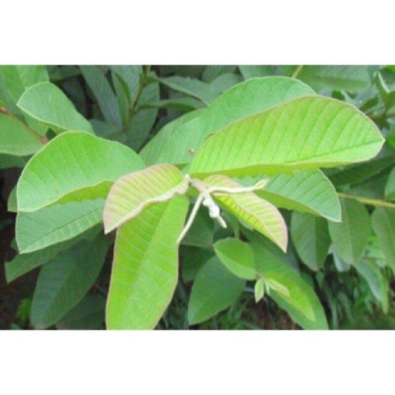 1kg Trà lá ổi khô thơm ngon chuân xịn