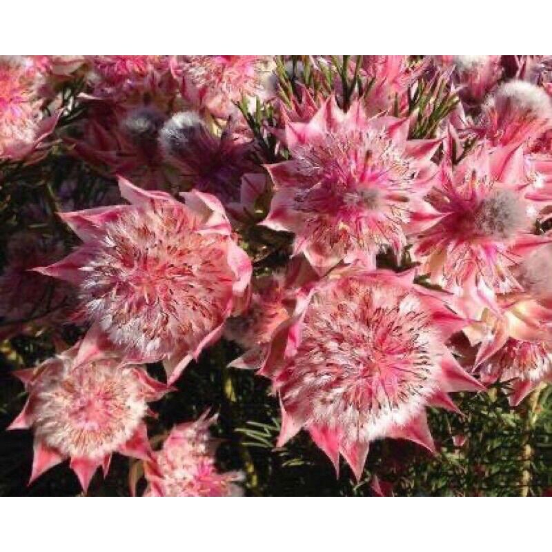 CHUẨN HOA 🌹 TẾT 🌸Hạt giống hoa má hồng (tặng kèm phân bón)