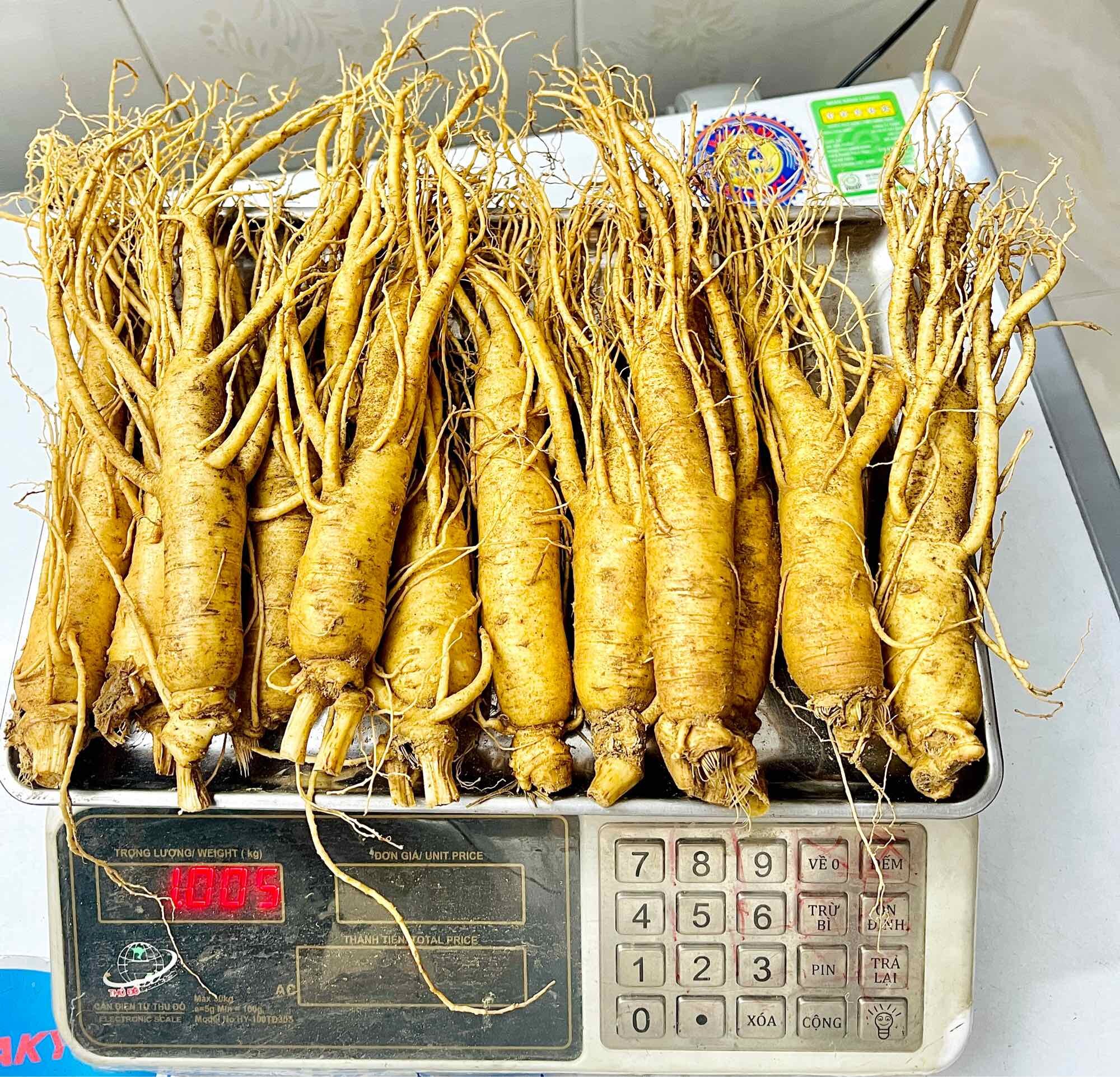 1 Củ Nhân Sâm Tươi Hàn Quốc Size 11-12 Củ/kg, 1 củ 80-90gram