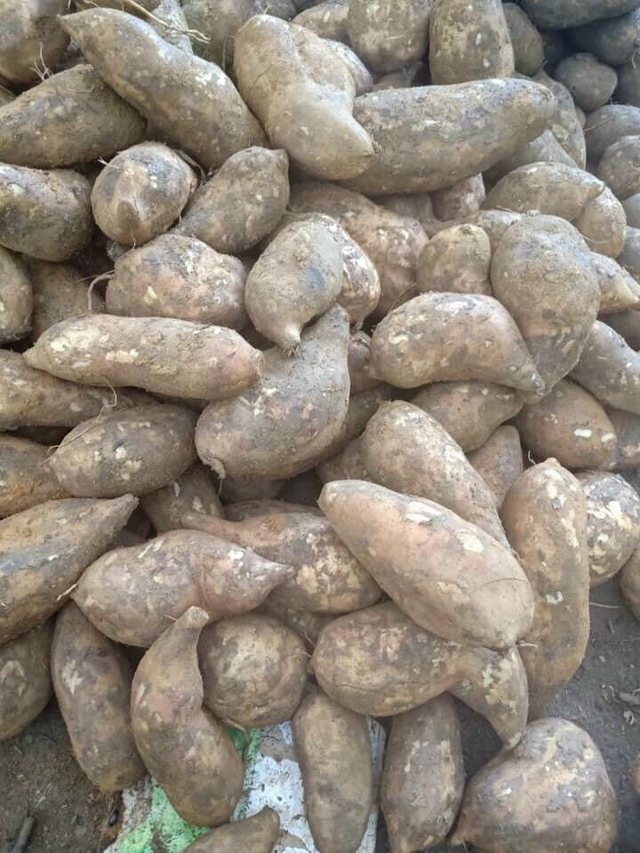 1kg khoai sâm đất (hàng gọt sẵn, giao hoả tốc)