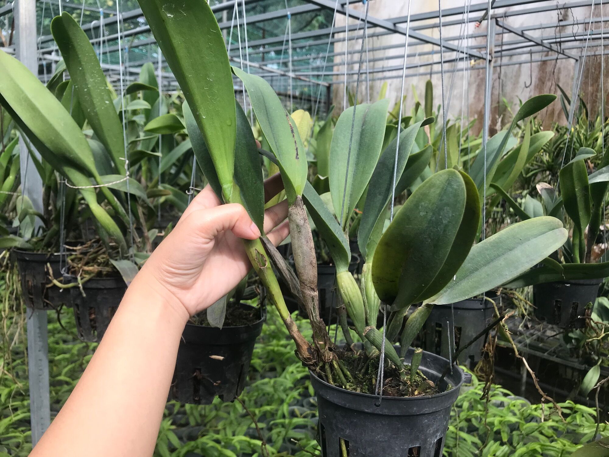 [HCM]Lan Cattleya Trưởng Thành Nhiều Màu