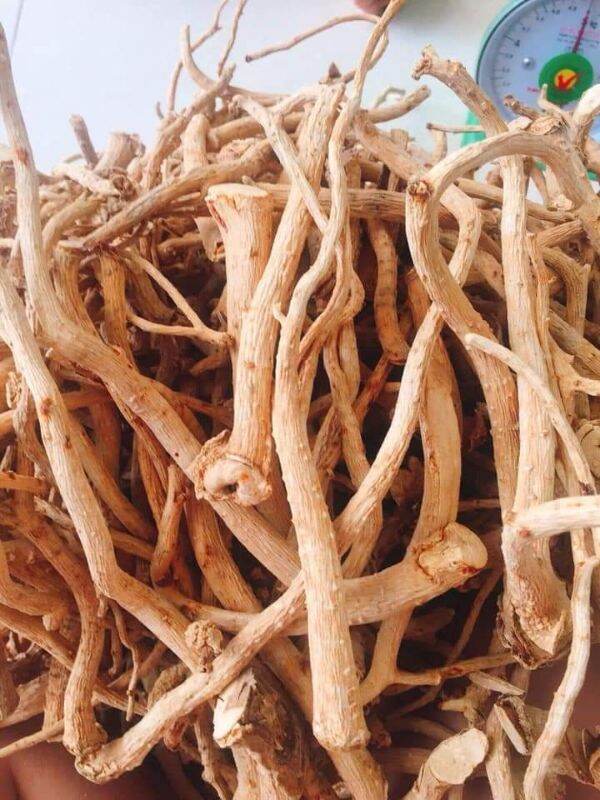 500g rễ đinh lăng khô