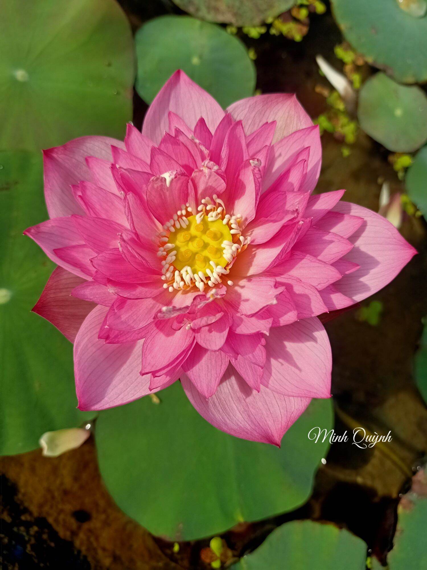 Củ sen Pink Lady