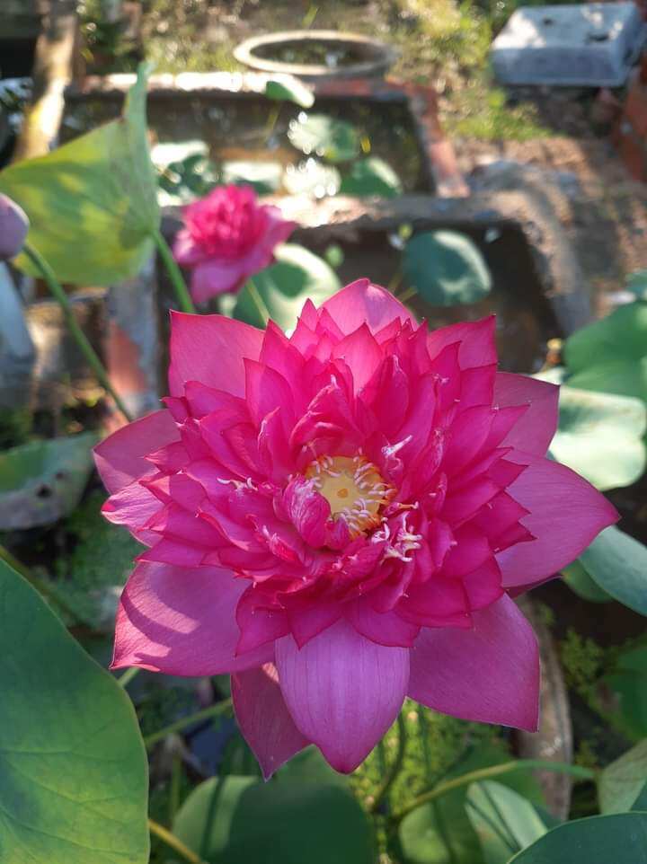 Củ Sen queen of heart rất sai hoa ( sen đỏ)
