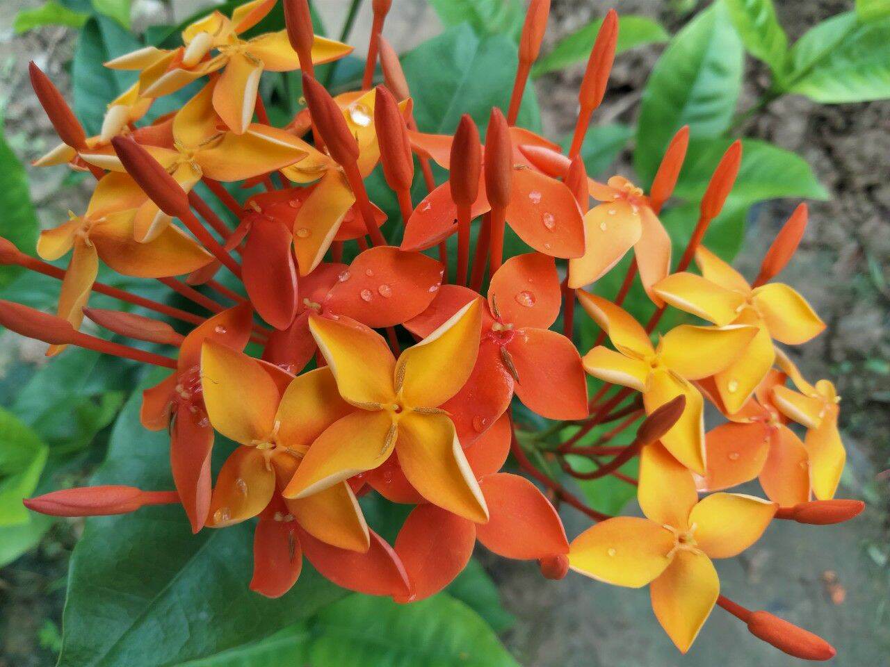 Cây giống cam dạ quang