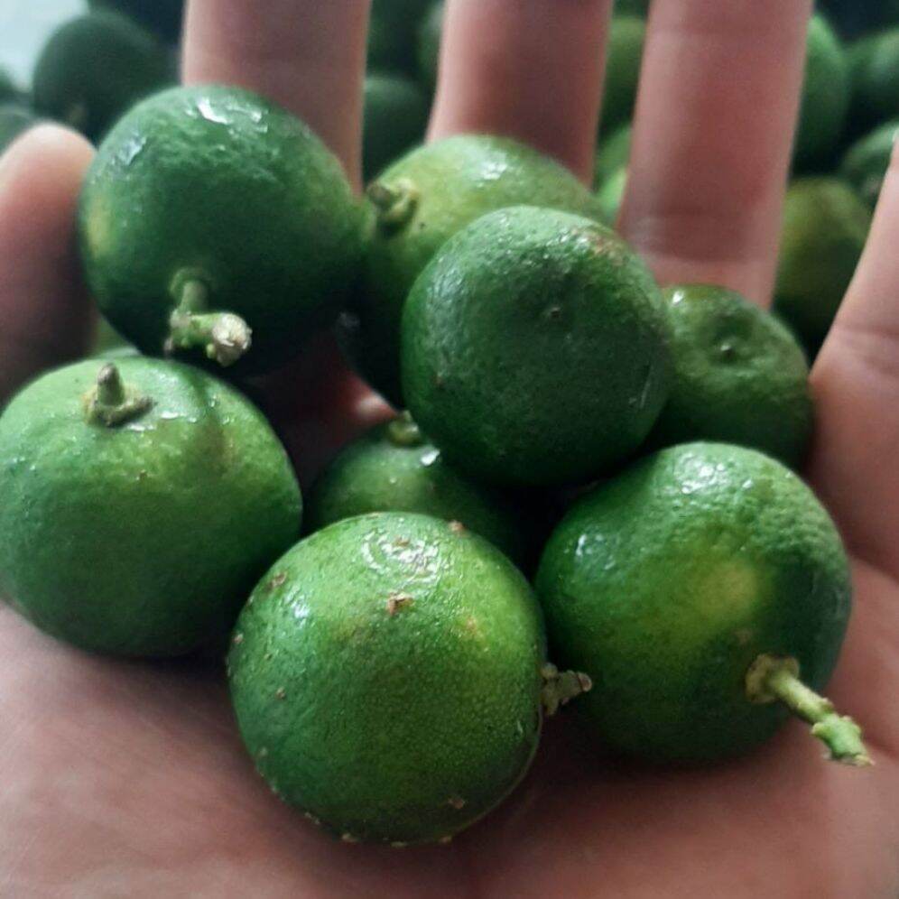 1 kg trái tắc tươi .khách lên đơn mới hái