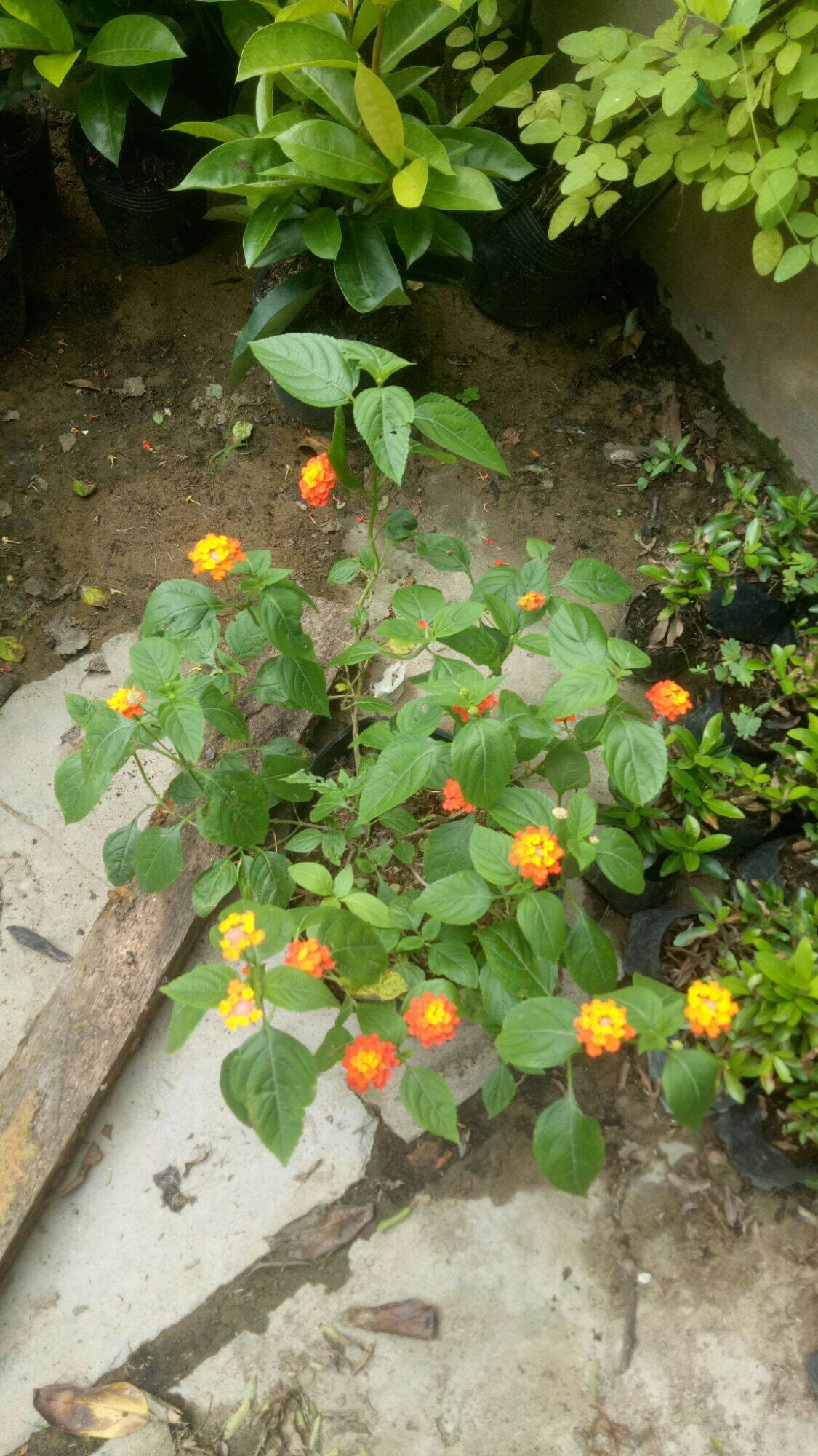 Chậu hoa ngũ sắc ( hoa trâm ổi)