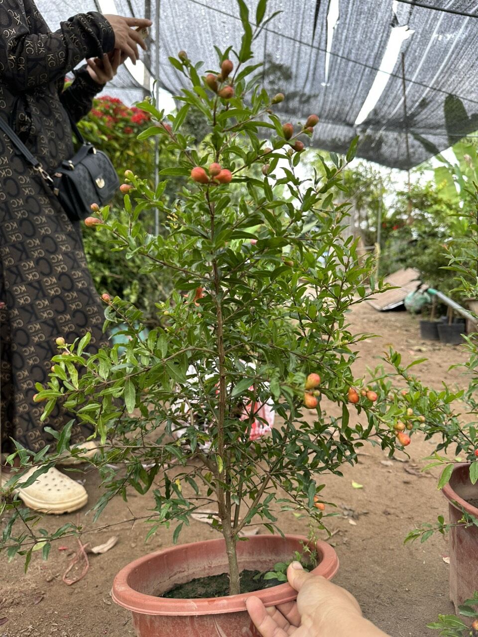 Cây lựu đỏ ấn độ đang hoa