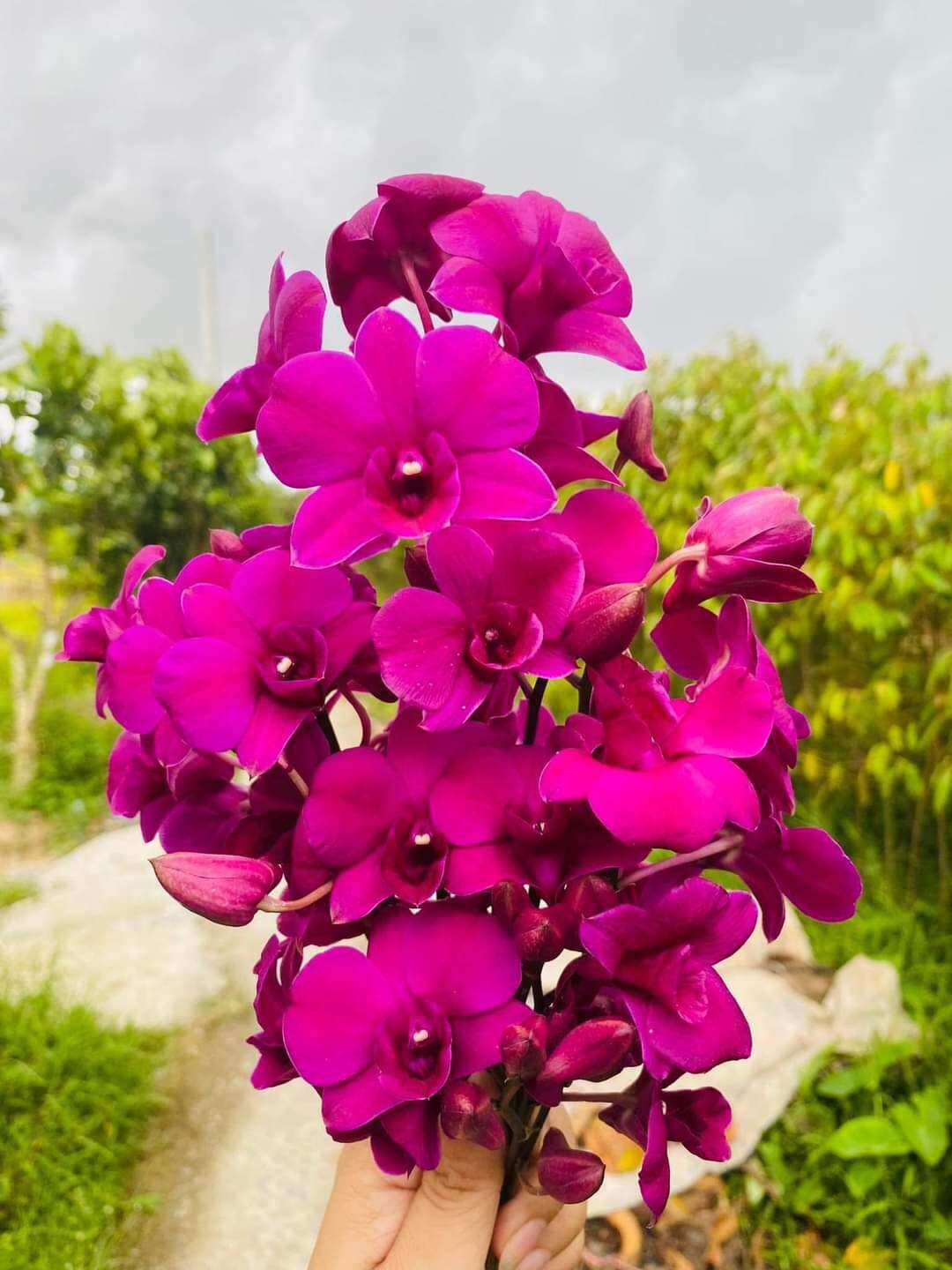 hoa lan pink galaxy