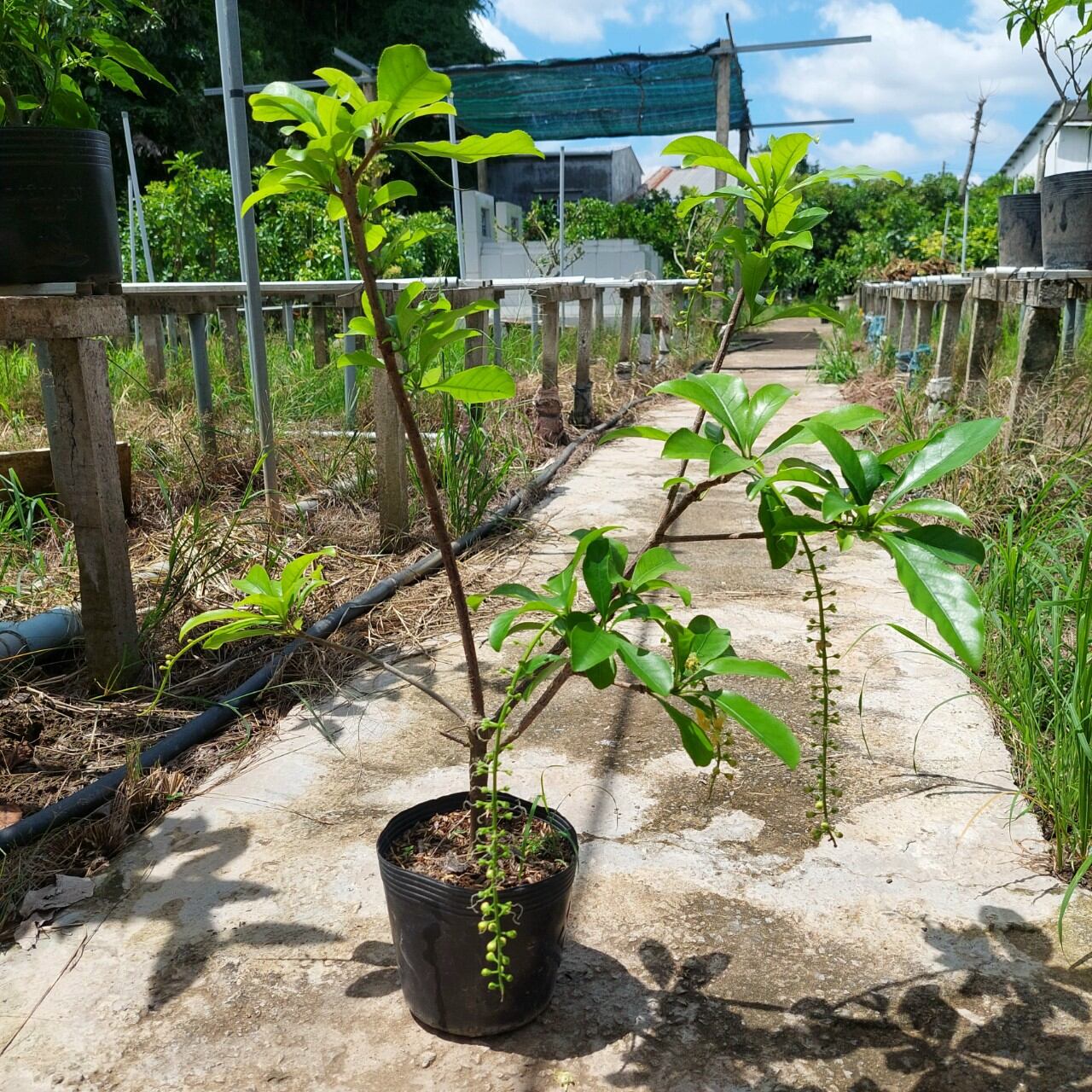 Cây hoa Lộc vừng hoa vàng