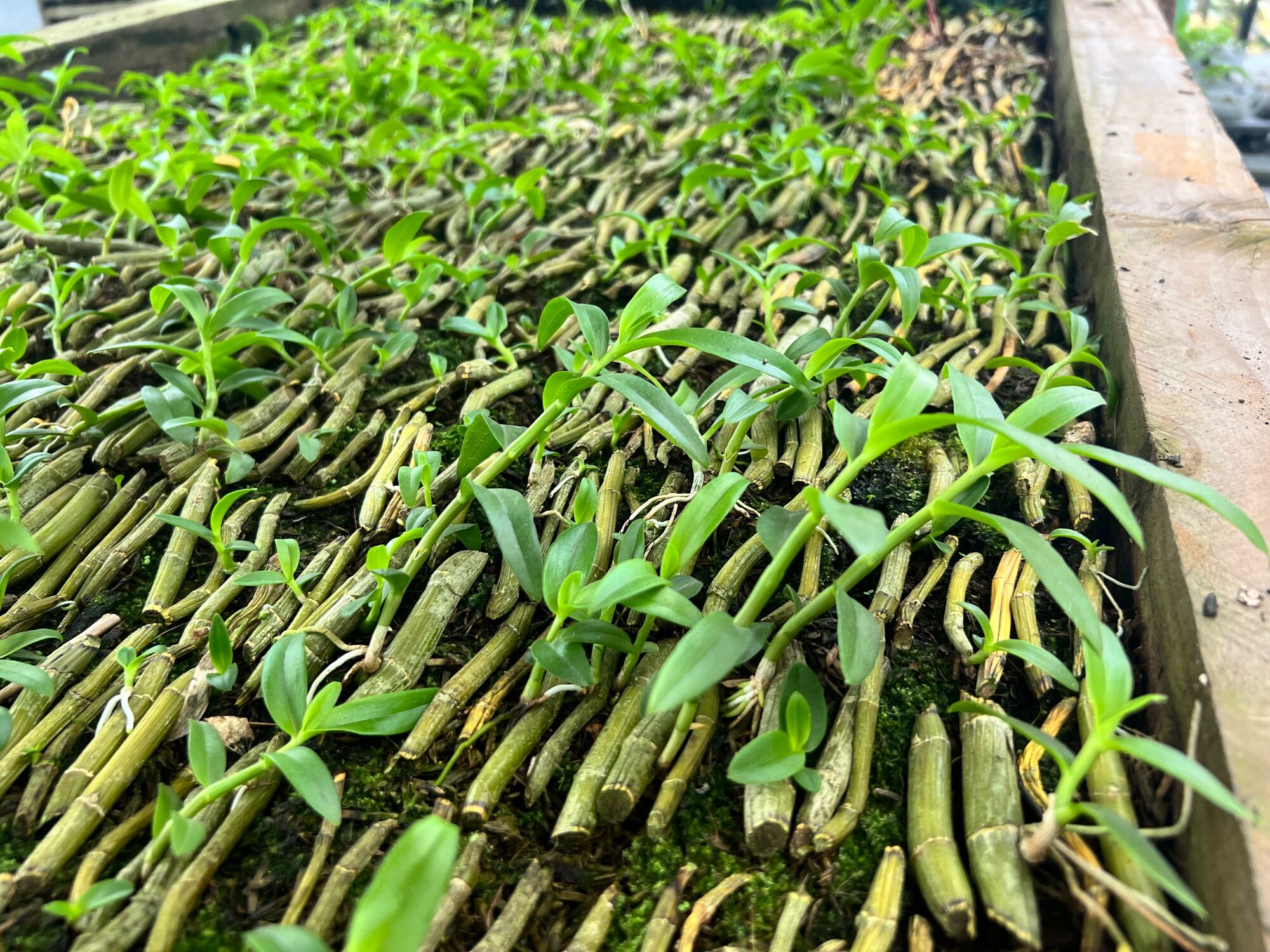 Phi Điệp kie con các màu