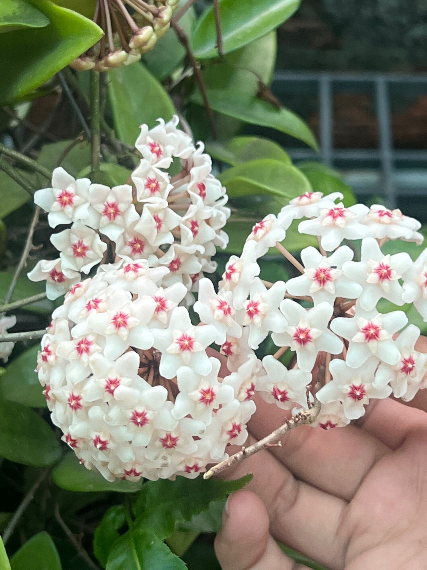 Hoa Lan Cẩm Cù Chậu to đẹp
