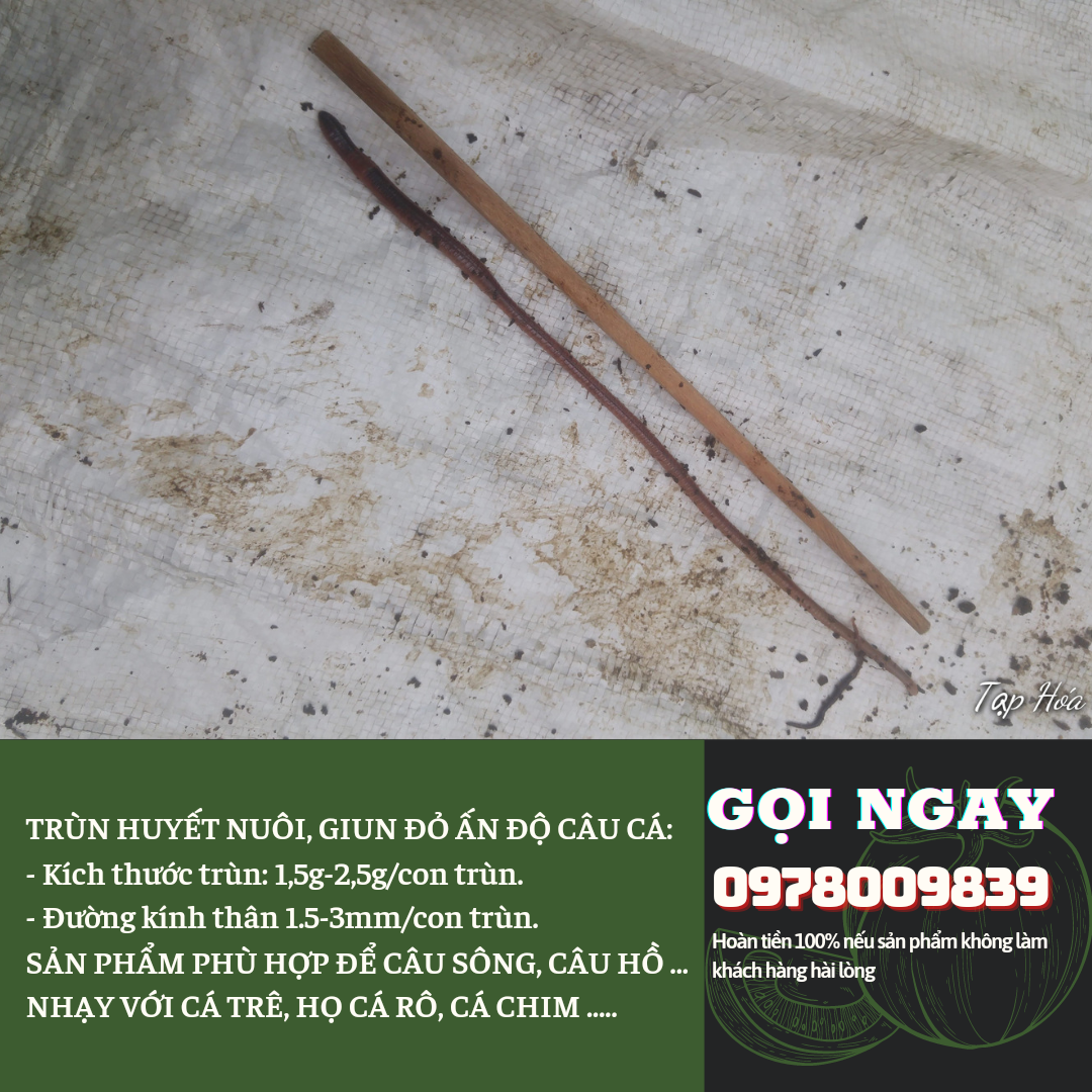 [HCM]TRÙN CÂU CÁ (GIUN ĐỎ ẤN ĐỘ)