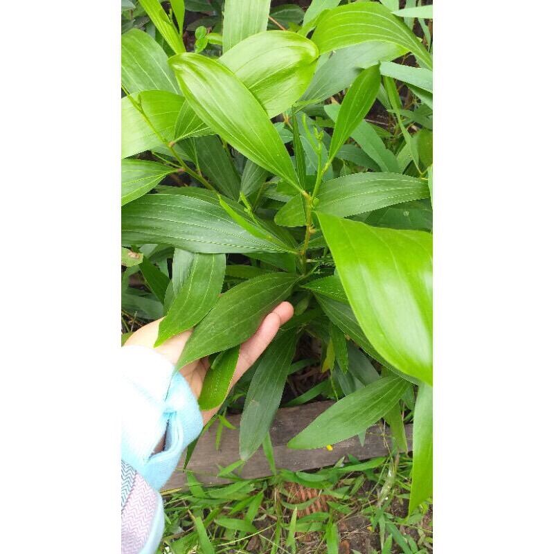 Cây tràm giống bông vàng