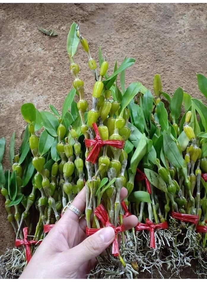 Hoa Lan  chuỗi ngọc(1 bó) vv