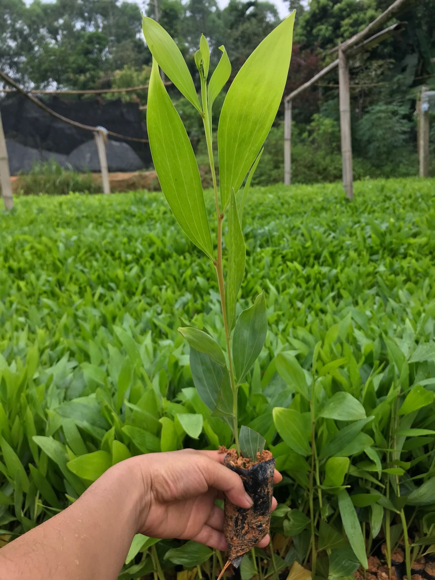 10 cây giống keo lá tràm