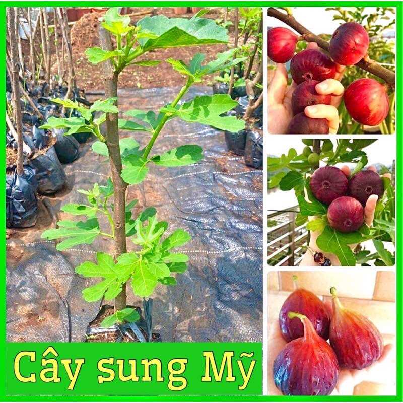 Cây giống sung Mỹ
