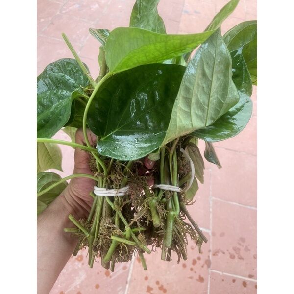 3 cành trầu không có rễ để ươm