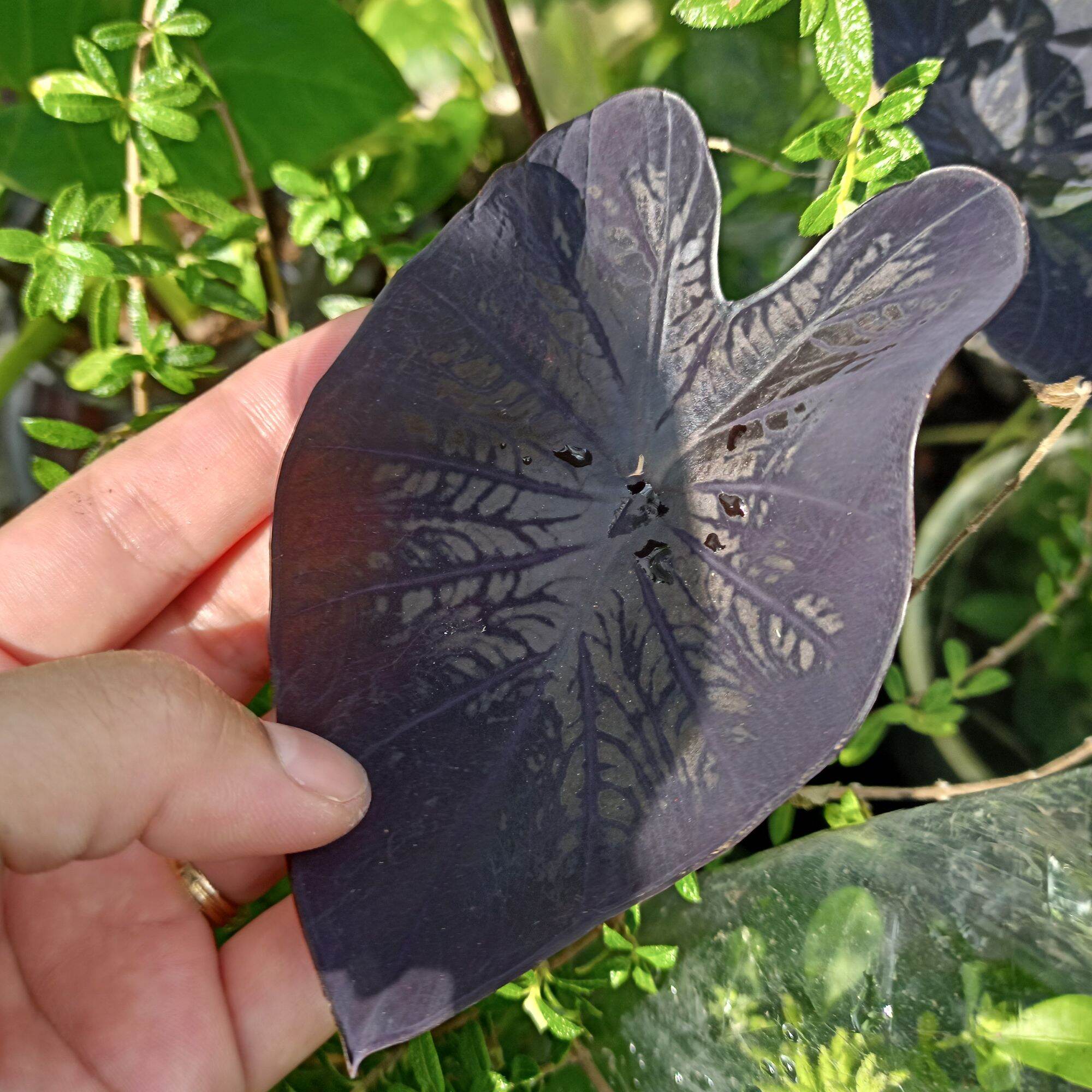 Chậu cây alocasia black coral