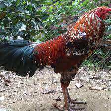 FLOSAL D 10ml hen, khẹc gà vịt
