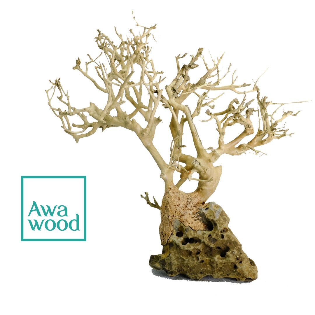 Lũa bonsai tự nhiên cao 10cm