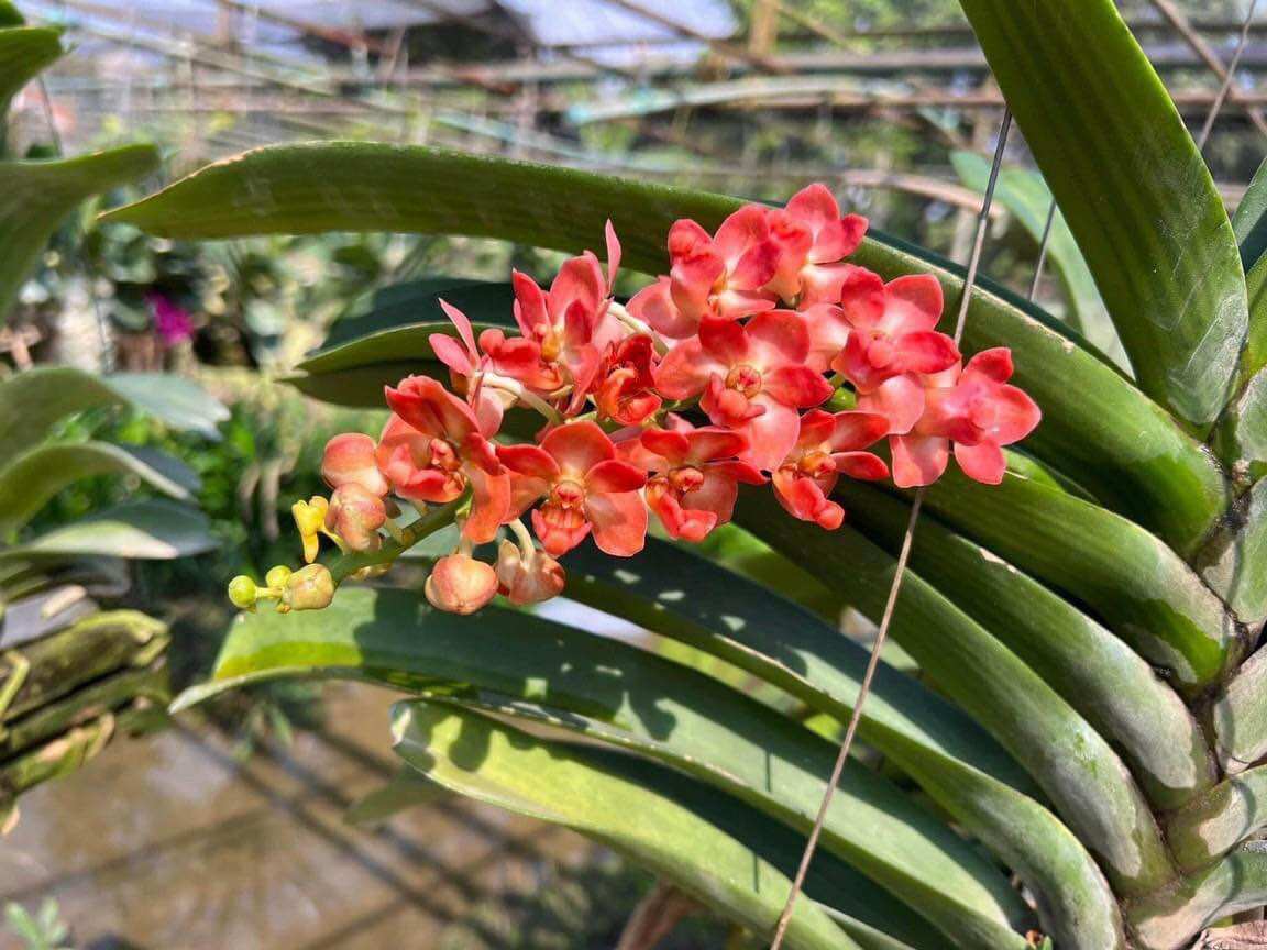 Lan Đai Châu Thái cây mô hoa lộn xộn