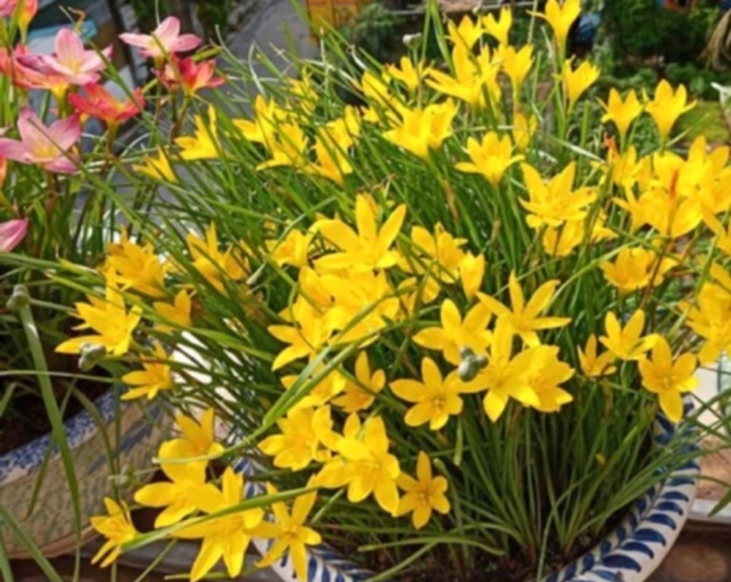 Củ Huệ Mưa màu vàng ( 1 củ )