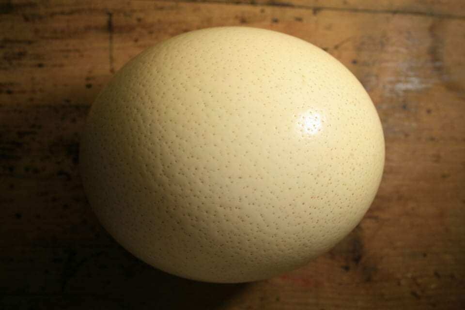 trứng so đà điểu nặng từ 1kg đến 1.2 kg