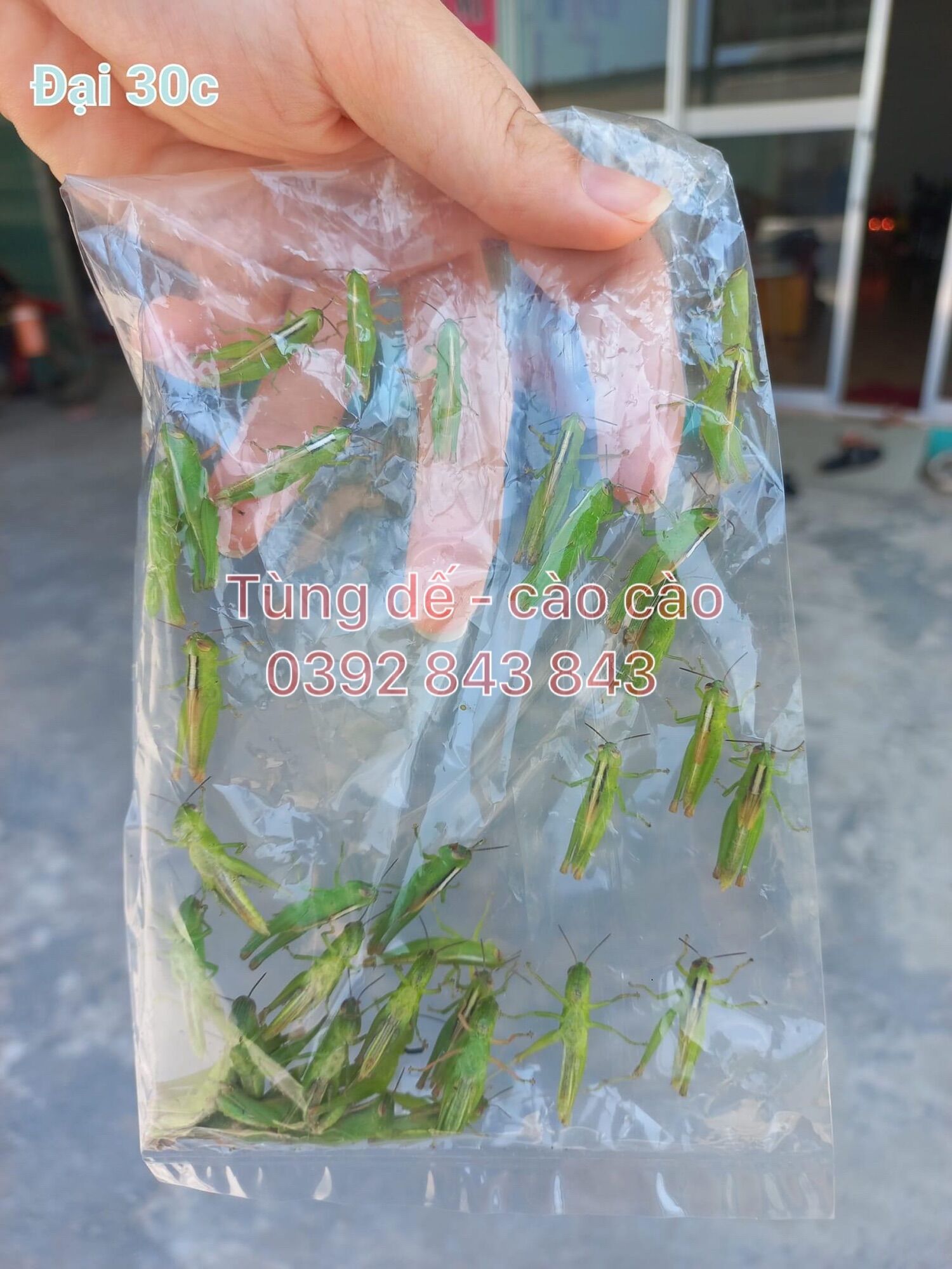 lồng nuôi cào cào