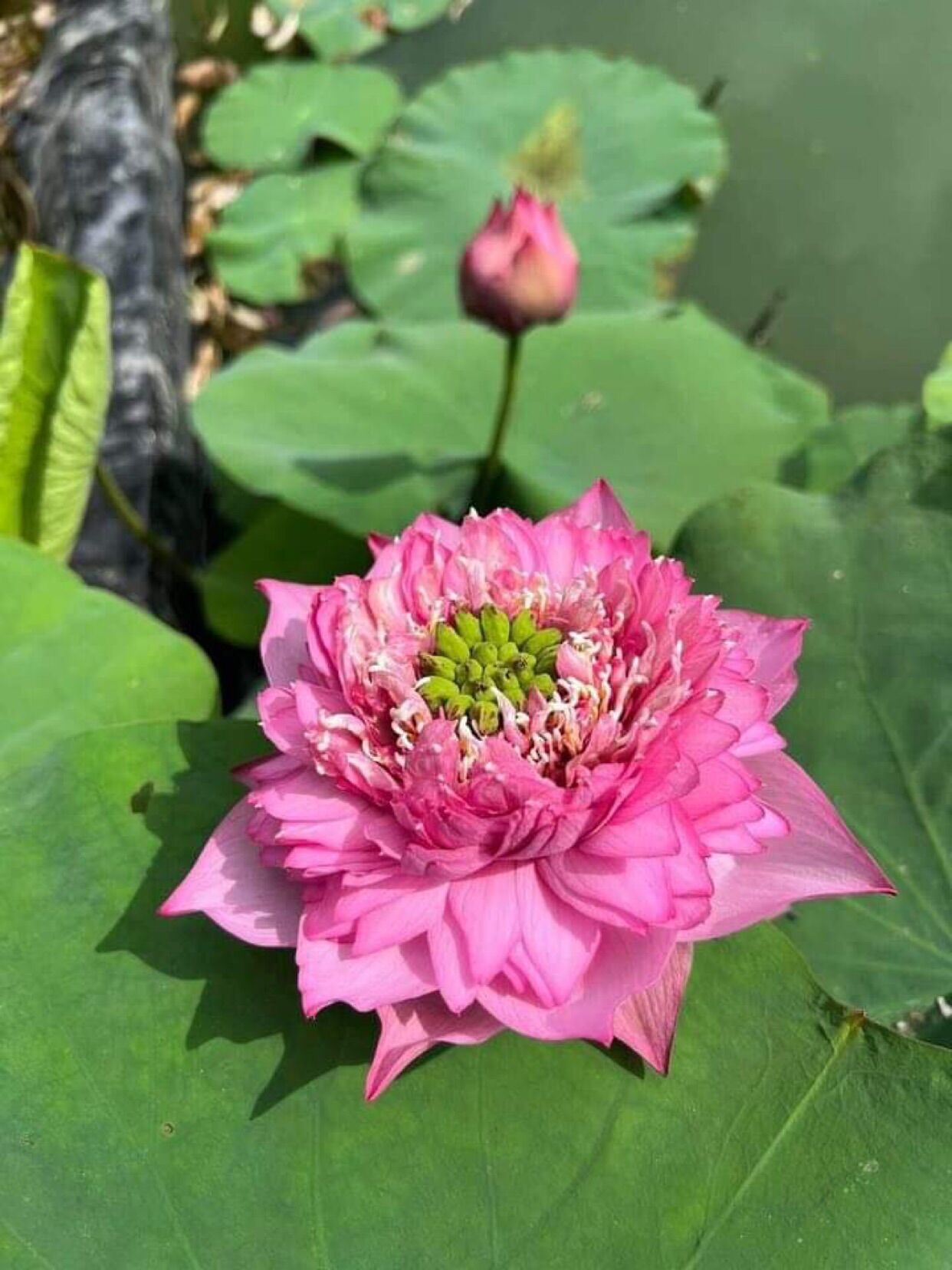 Sen Vạn Thọ Hồng- Củ giống