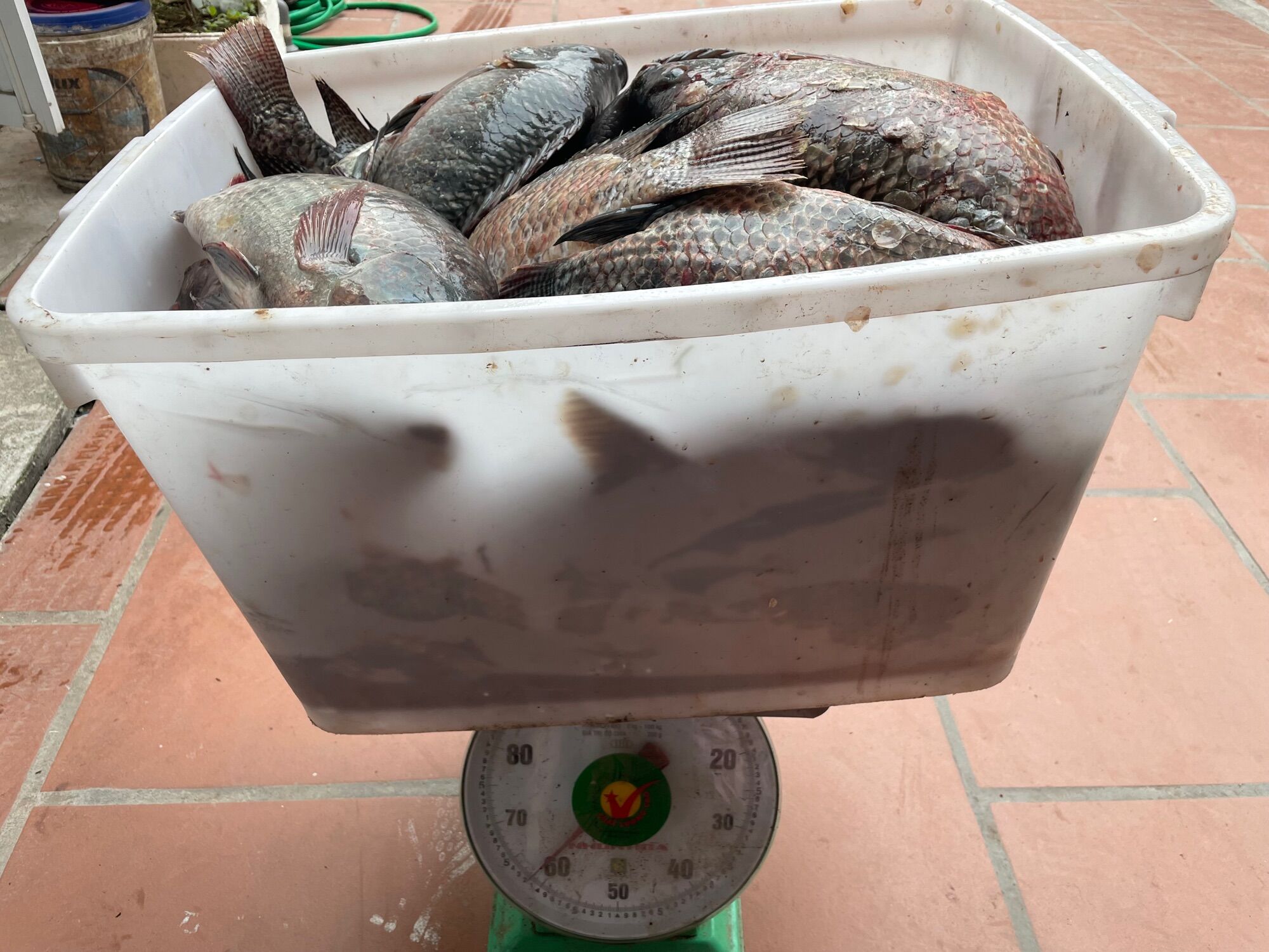 Mồi Câu Rô Phi -Sa Phạm (mua hàng ib shop ạ)