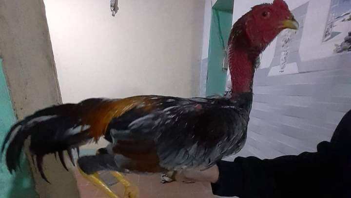 trứng gà chọi giống Hùng tộc(10 trứng=200k)