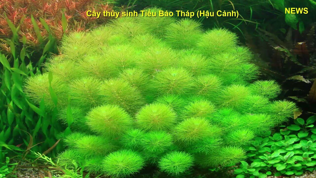 Combo 10 nhánh rong tiểu bảo tháp thủy sinh lá nước tuyệt đẹp