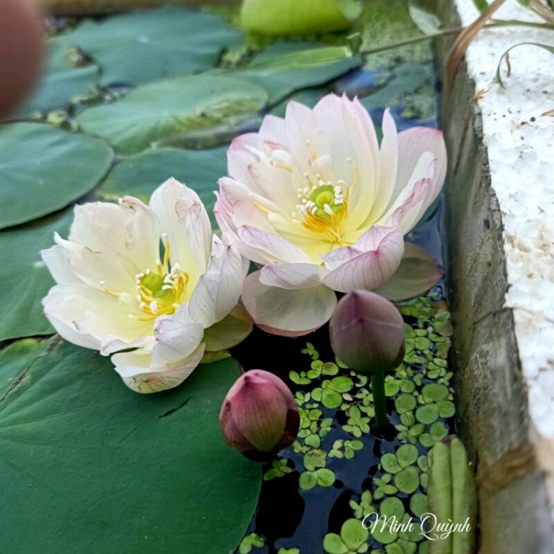 Củ sen siêu mini Rosy dot