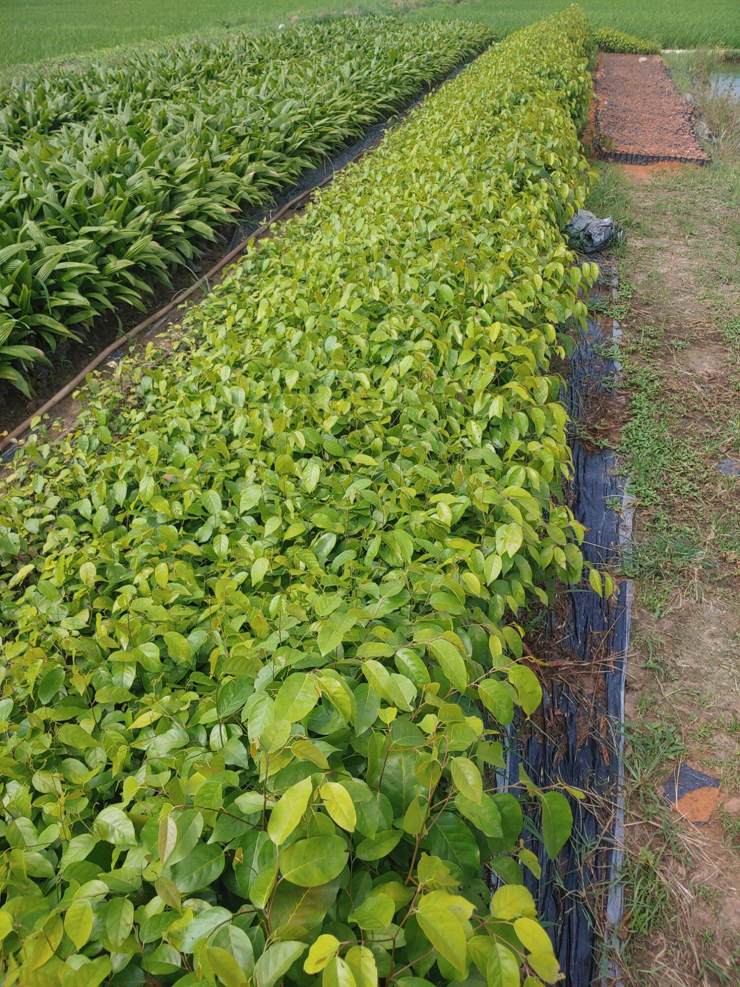Cây giống Sao đen ( mua 10 tặng 1)