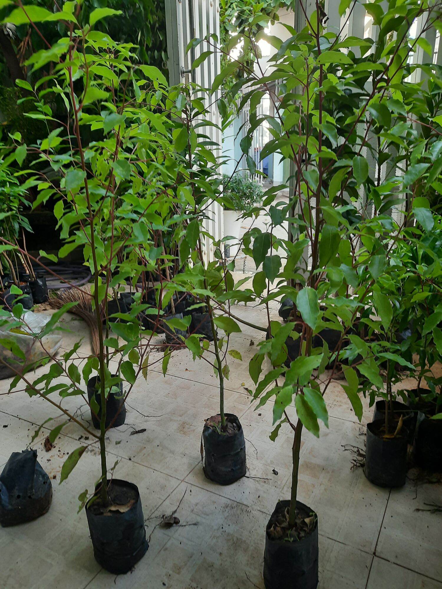 Cây long não, chiều cao 80cm