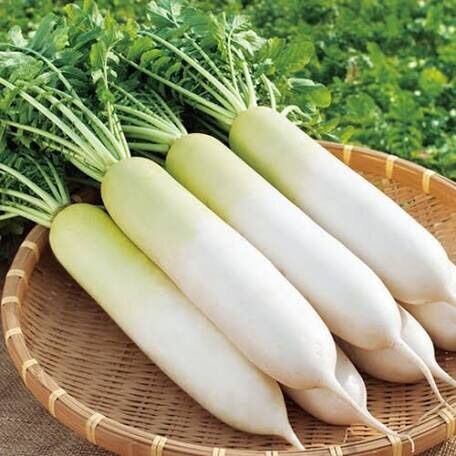 Hạt giống củ cải trắng Rạng Đông gói 20g