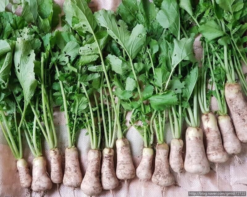 HẠT GIỐNG CỦ CẢI CHONGAK HÀN QUỐC